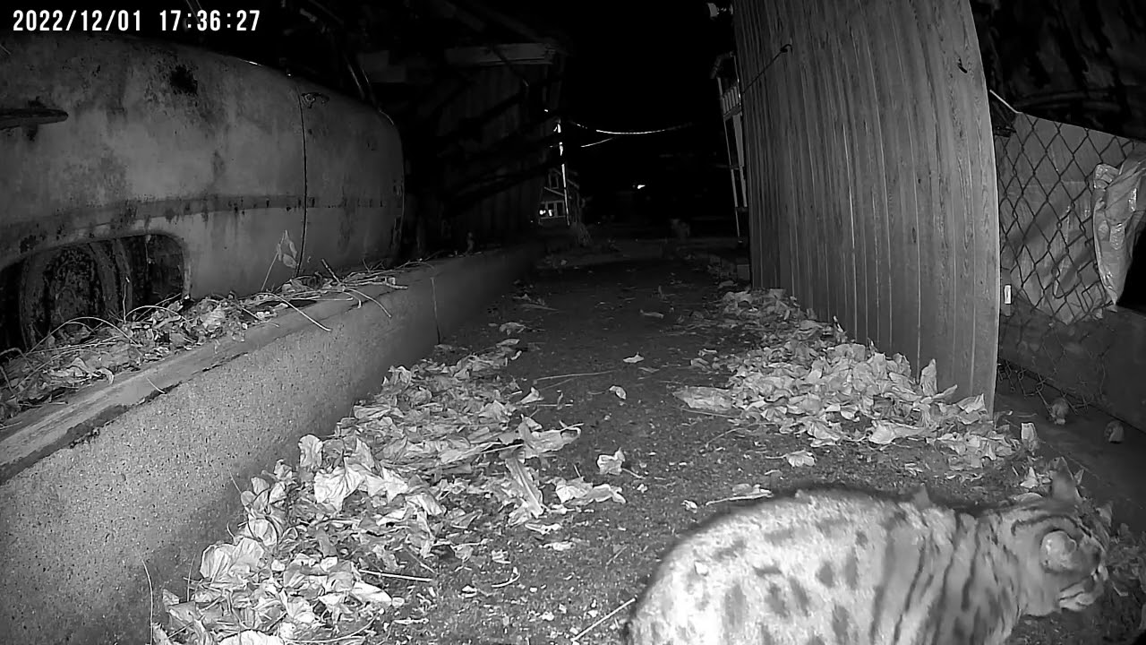 Feral Cat Fight (Buddy&Shadow)
