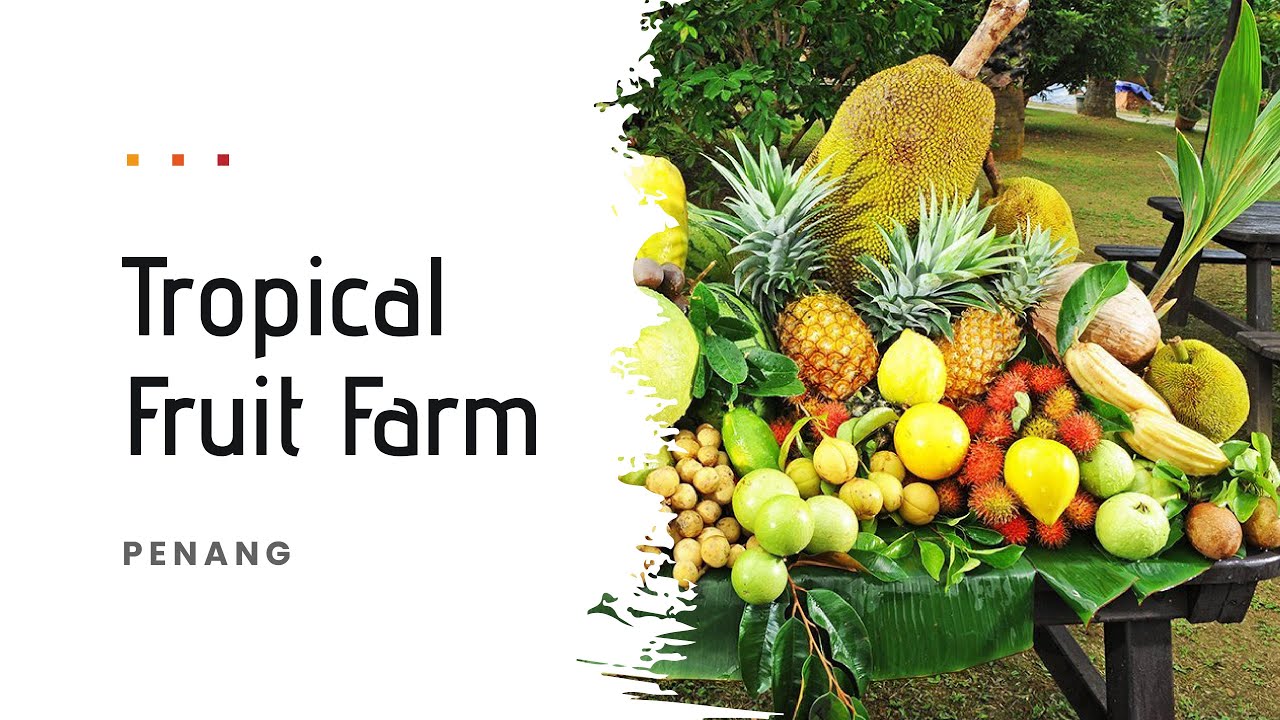 Tropical Fruit Farm | Penang | Malaysia
