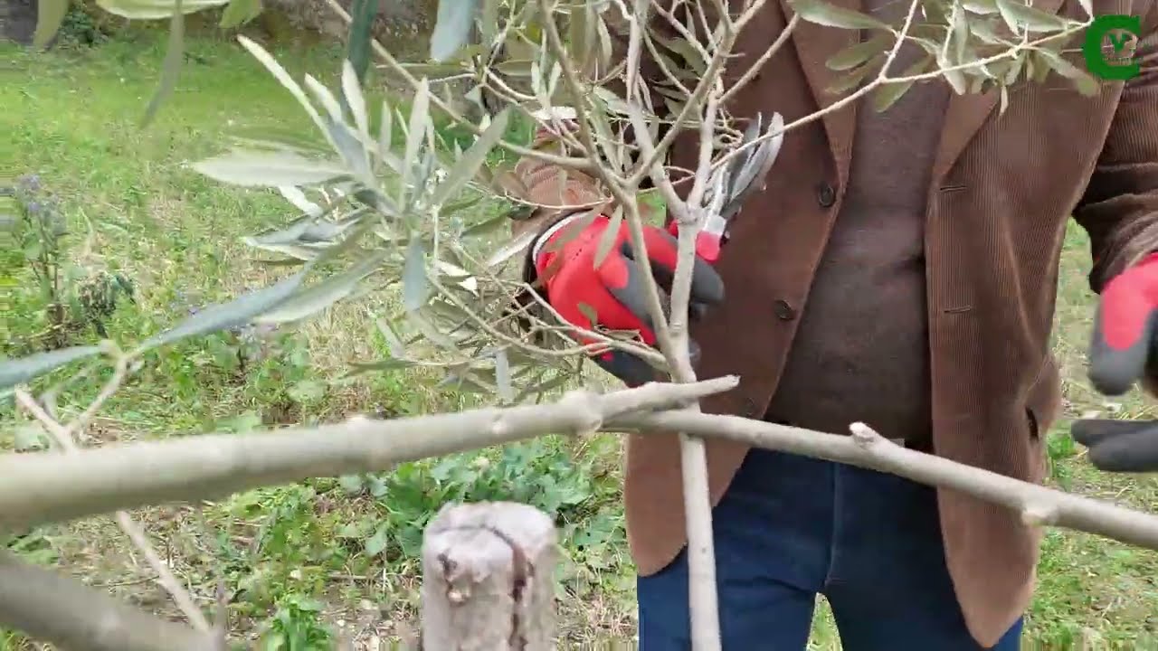 Vaso policonico su piantina di ulivo (potatura di allevamento). Come potare l'olivo giovane