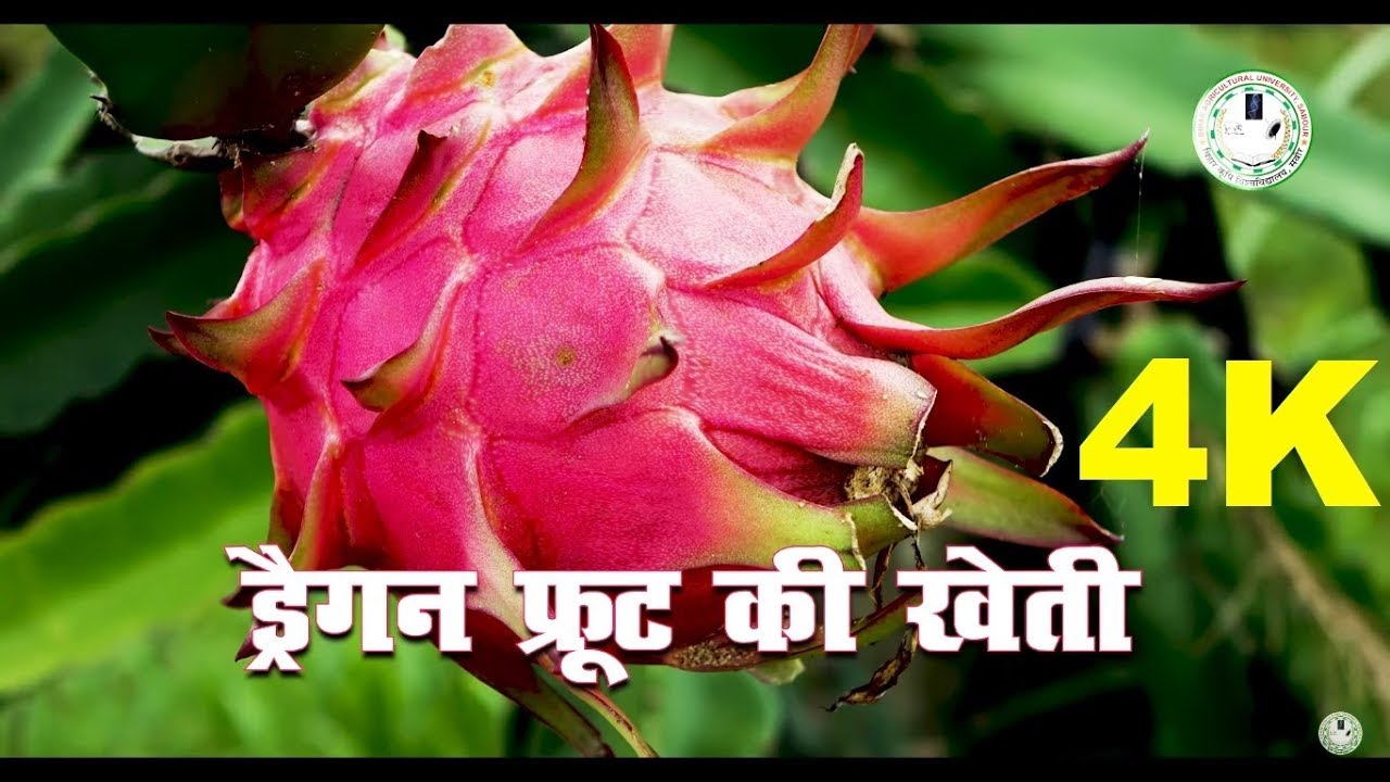 Dragon Fruit Cultivation in Bihar (बिहार में ड्रैगन फ्रूट की खेती) 4K