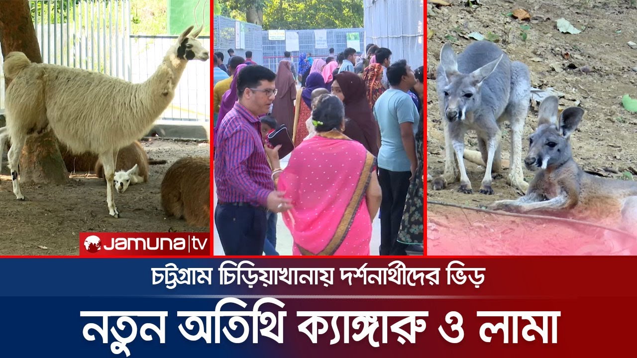 চট্টগ্রাম চিড়িয়াখানায় ক্যাঙ্গারু ও লামা দেখতে দর্শনার্থীদের ভিড় | Chittagong Zoo | Jamuna TV