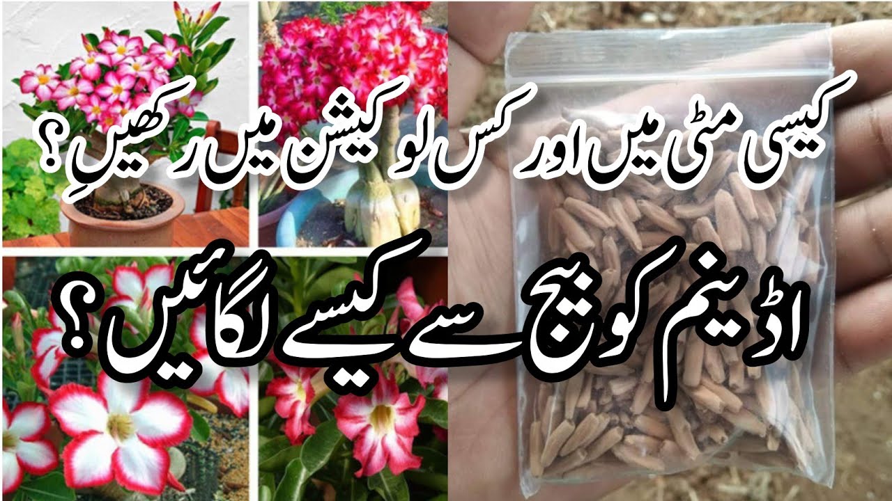 How to grow adinum from seeds .Growing adinum plant from seeds .