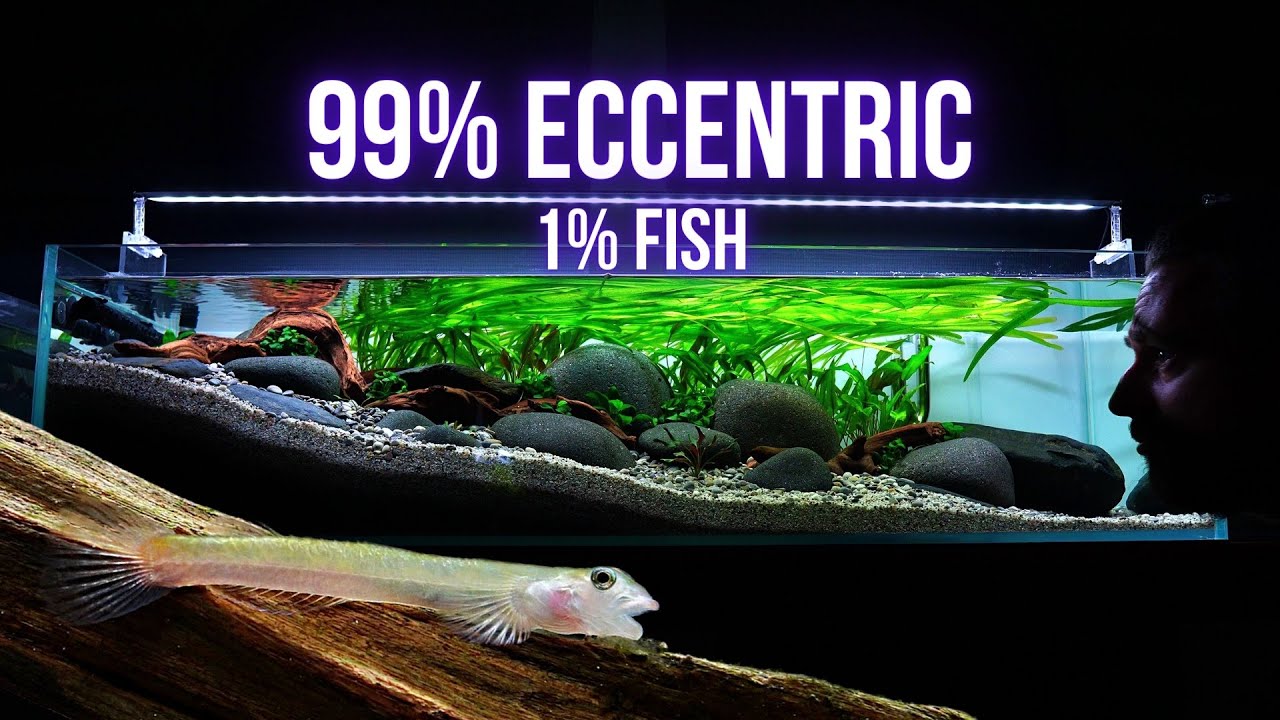 I CLONED RED LIPSTICK GOBY and now I HAVE THREE | EP5 SLOPED RIVER TANK
