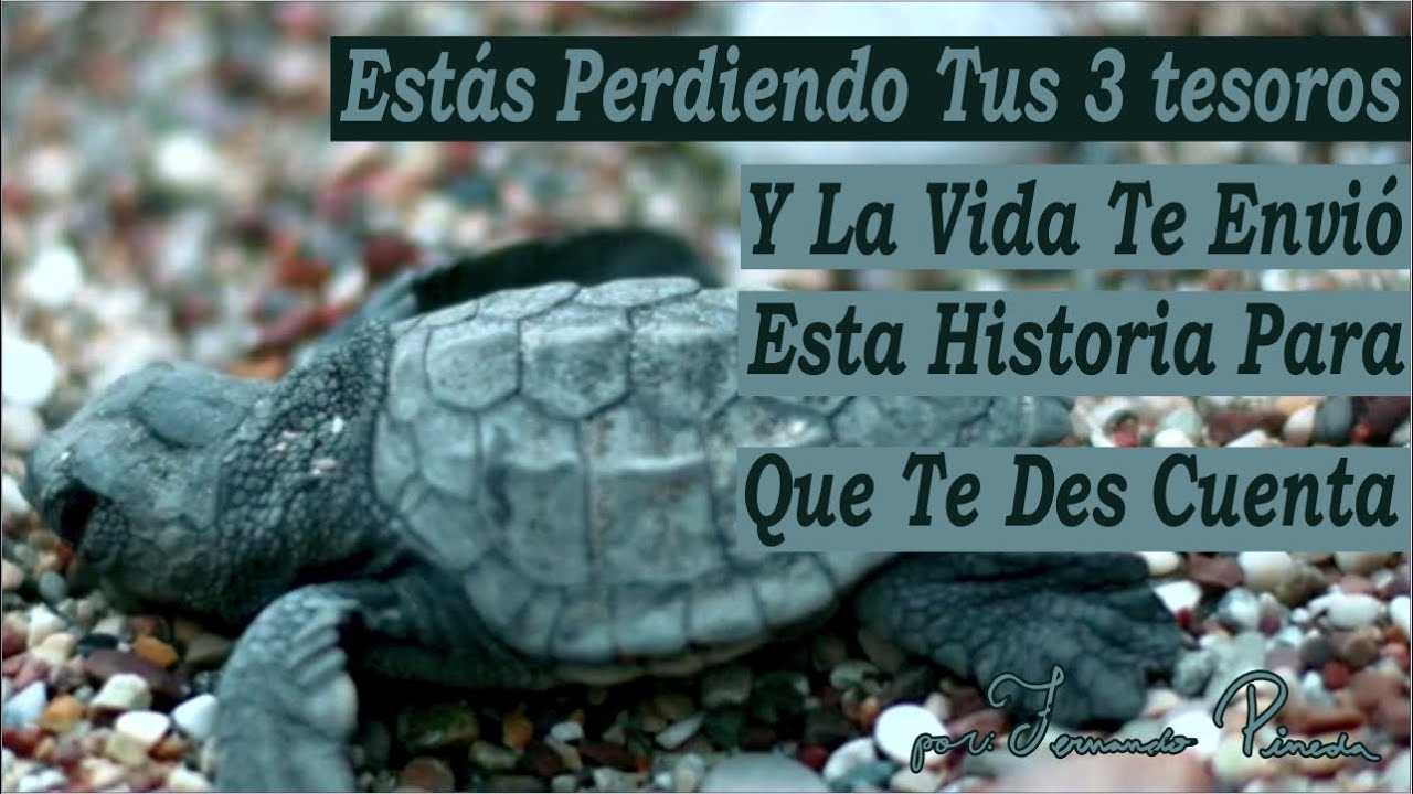 La Tortuguita Y Sus 3 Monedas - Historia Para Reflexionar Que Debes Escuchar