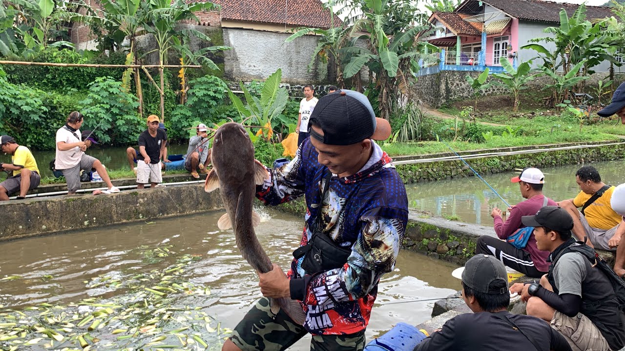 MANCING BORONGAN IKAN LELE HARGA 4 juta full Babon  bonus ikan patin Remaja ABG
