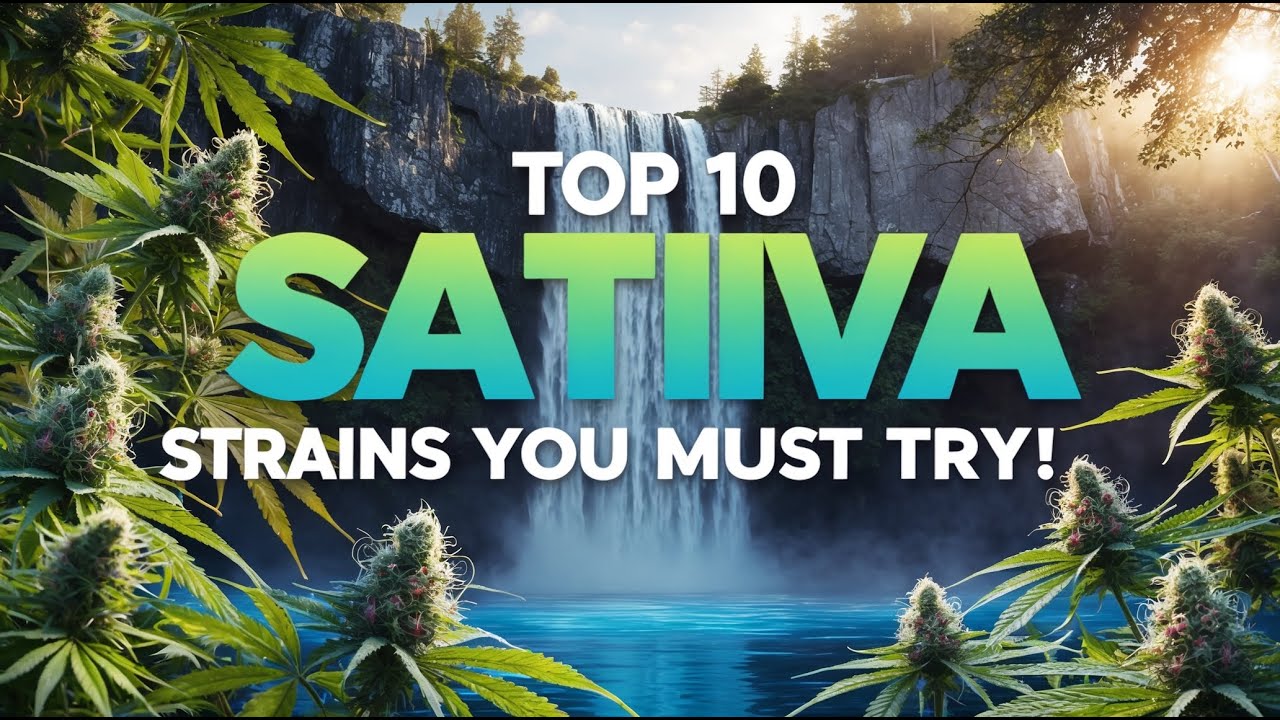 Top 10 Sativa Strains You Must Try!