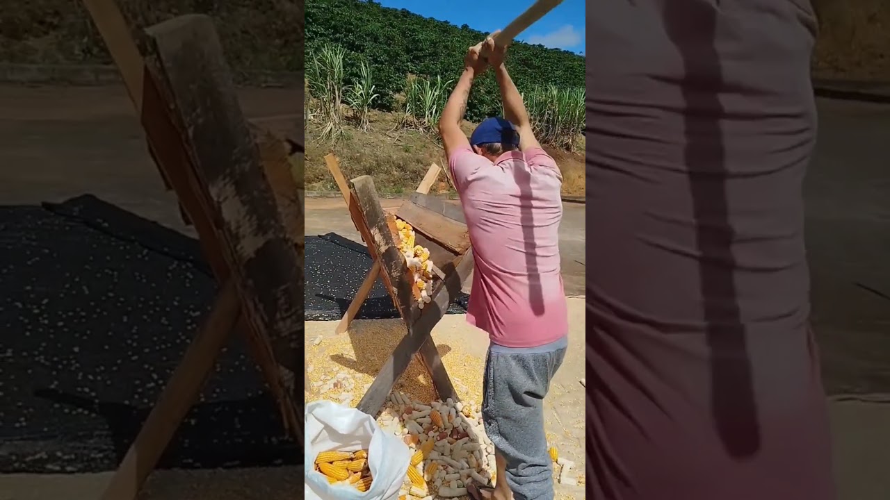 GENIAL!!! Trabalhador desenvolve uma nova forma de debulhar milho
