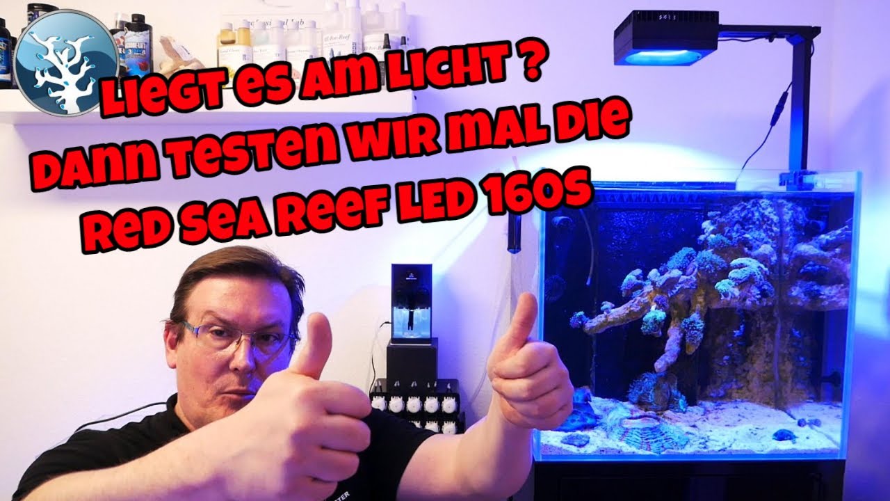 📢 Sideways Flying Euphylia Reef 📢 Liegt es am Licht  Wechsel zur Red Sea Reef LED 160S