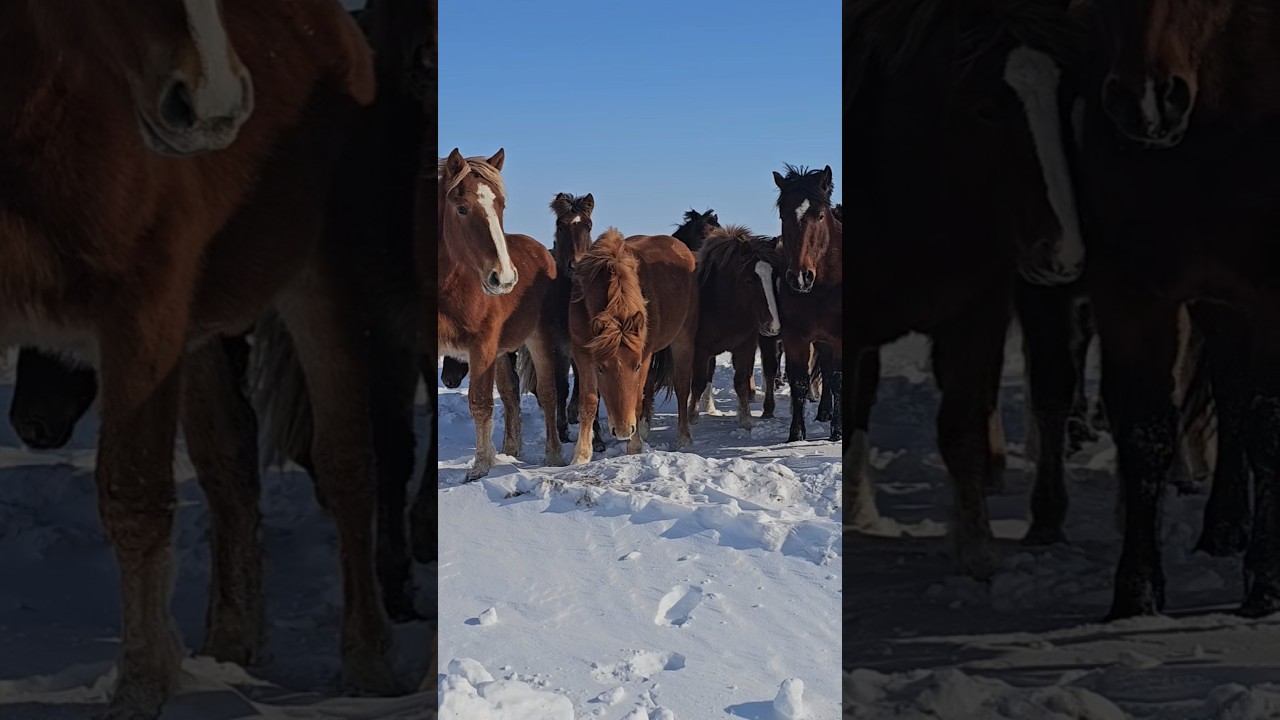 Табунное коневодсво. Март самый сложный месяц. #лошади #horse