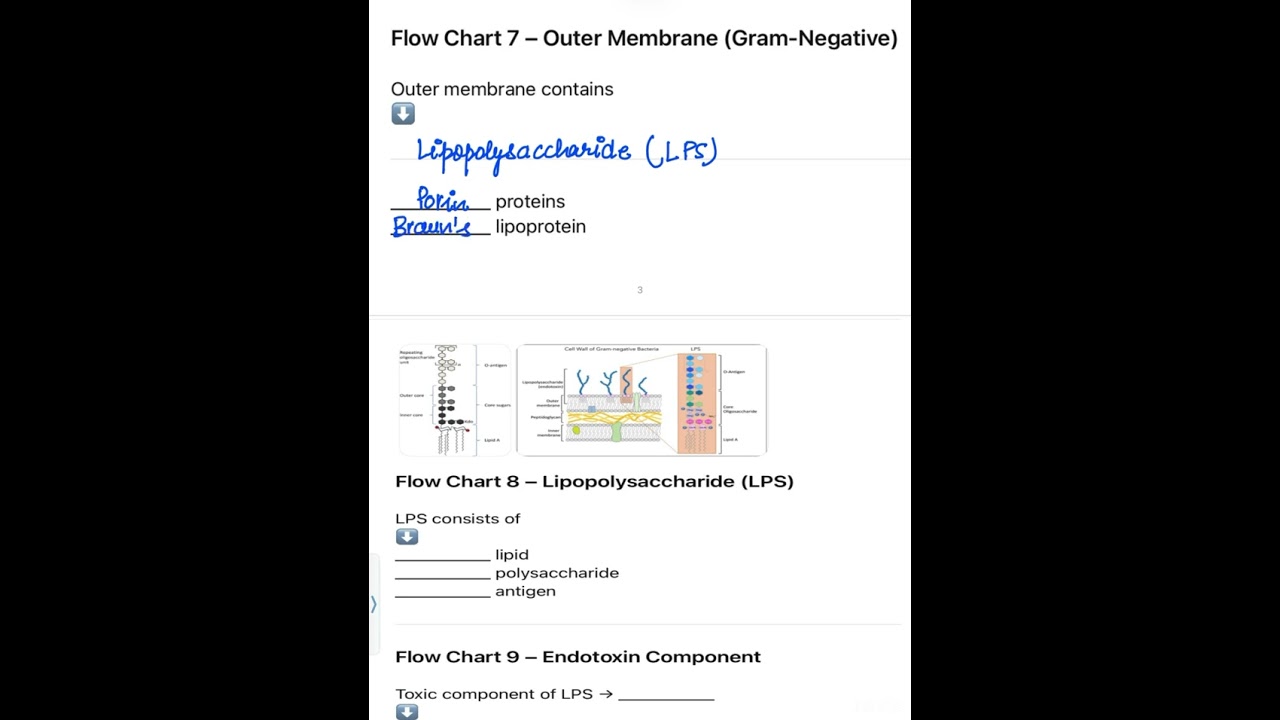 Gram positive and gram negative bacterial cell wall
