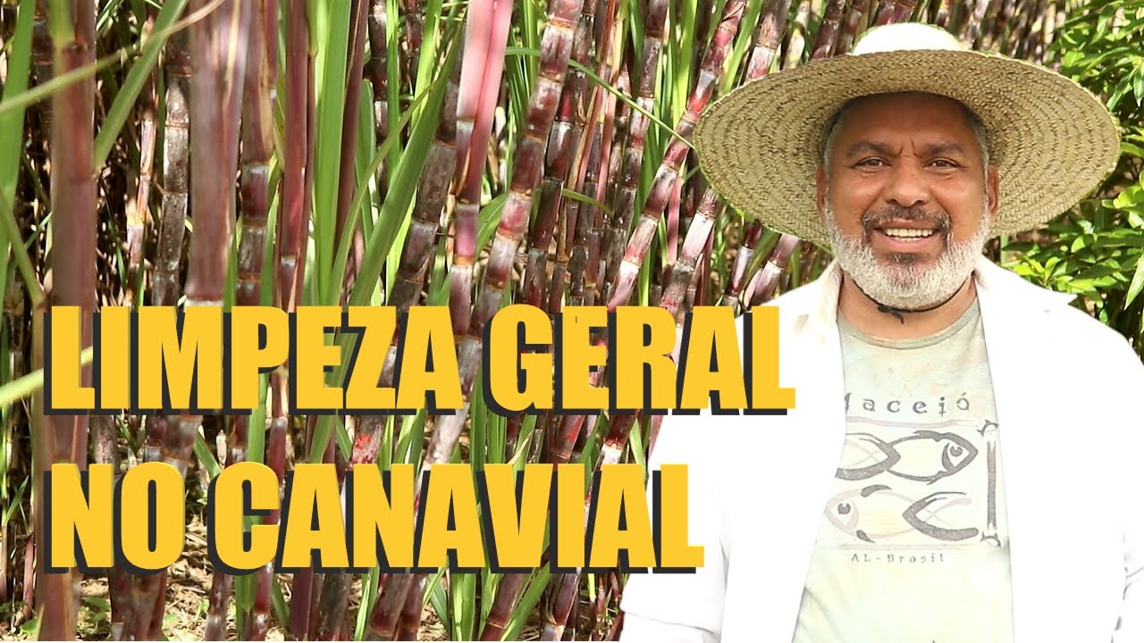 LIMPEZA GERAL NO CANAVIAL