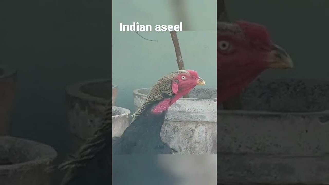 old bloodline indian breed aseel #indian #aseel #tiktok #kattuseval #aseelmurga