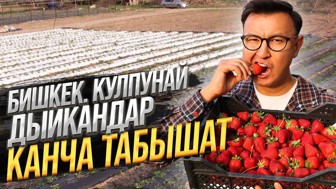 КУЛПУНАЙ өстүрүп ДЫЙКАНДАР 10 соток Жерден КАНЧА ТАБЫШАТ?