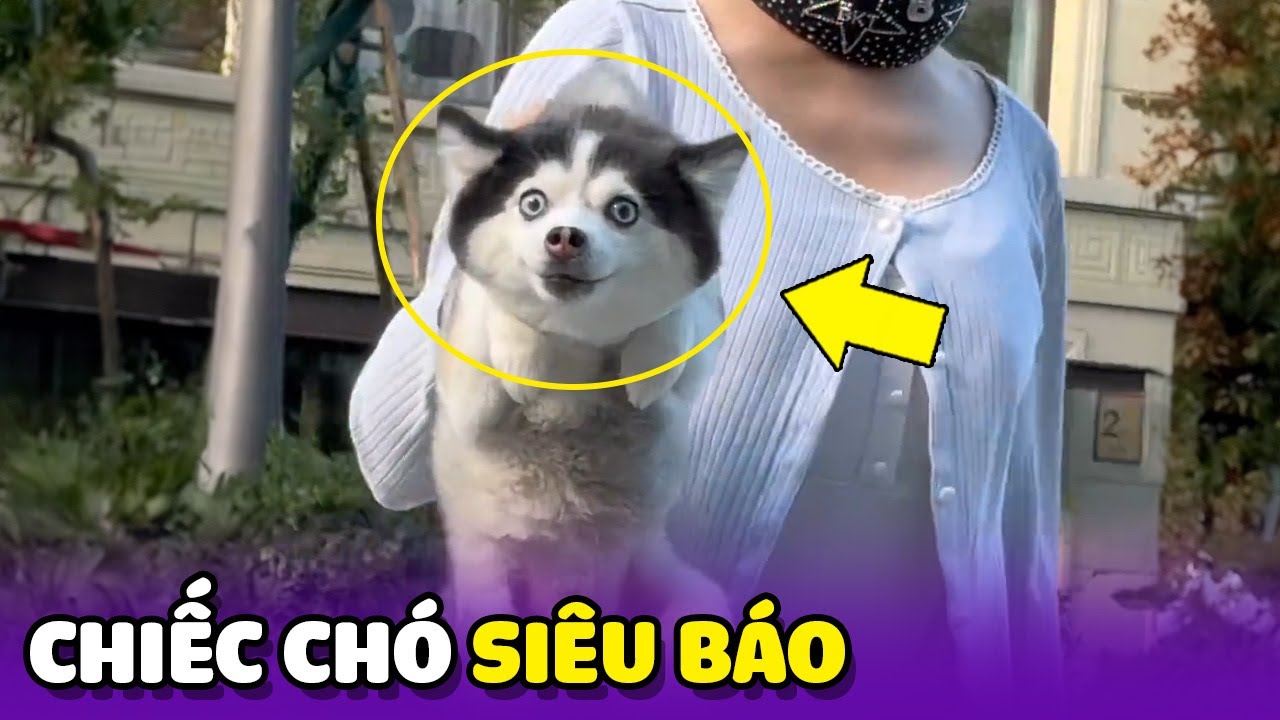 Thành quả của Chiếc Chó lai giữa 