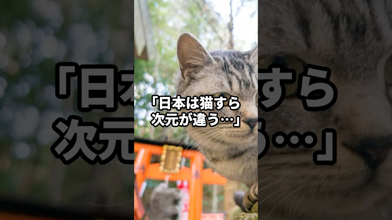 ｢日本は猫すら次元が違う...｣日本の野良猫の様子に世界中が驚愕した理由... #海外の反応 #ねこ #猫ちゃん