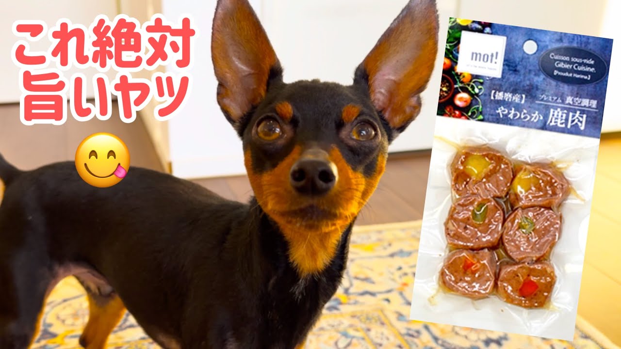 【ワンコ用のお惣菜！？】国産野菜の鹿肉ロール