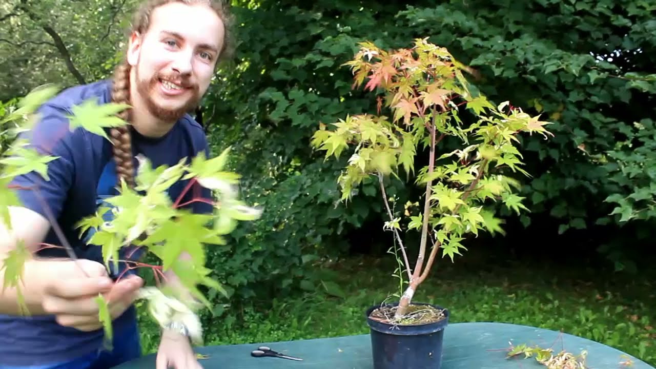 Bonsai dla potłuczonych #2 - PRZYCINAŃSKO