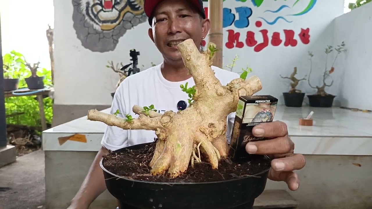 Menyambut bulan Ramadhan nota adem ayem ADM 085334527859 #bonsai #hobybonsai