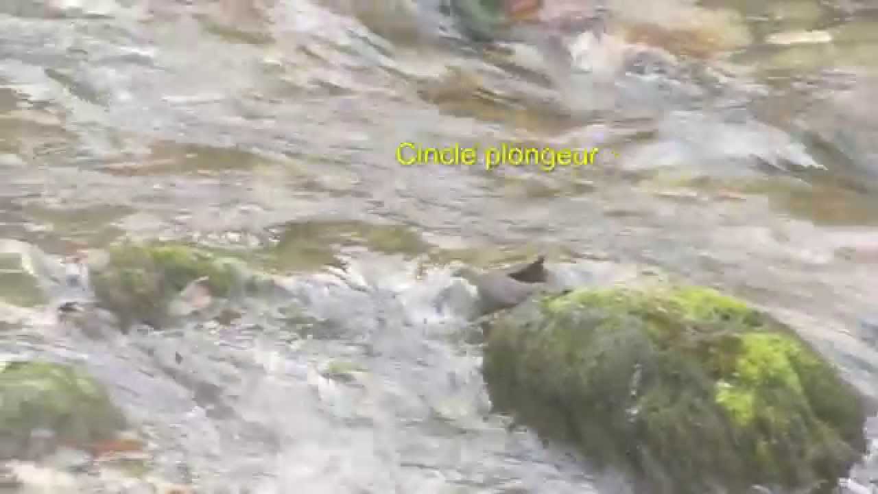 SOURCE du GUIERS VIF