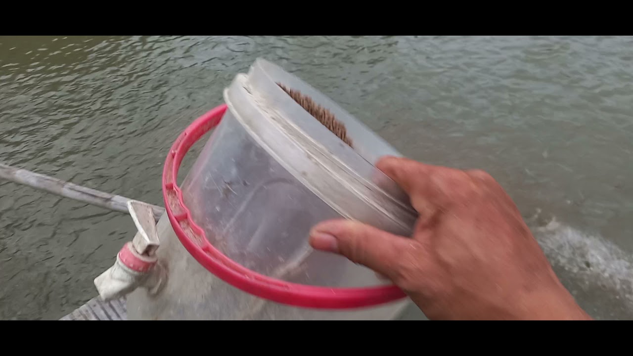 1 month nalang harvest na ng ating tilapya fish