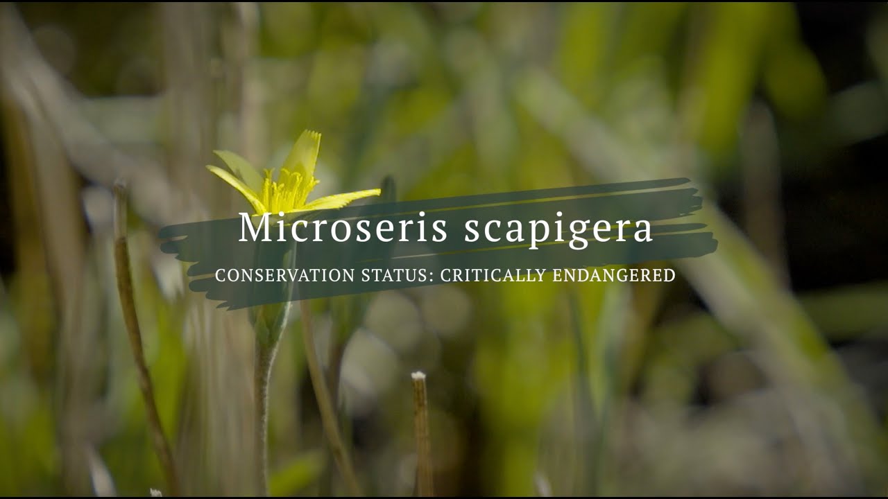 Murnong; saving Yam Daisy on Melbourne's Merri Creek