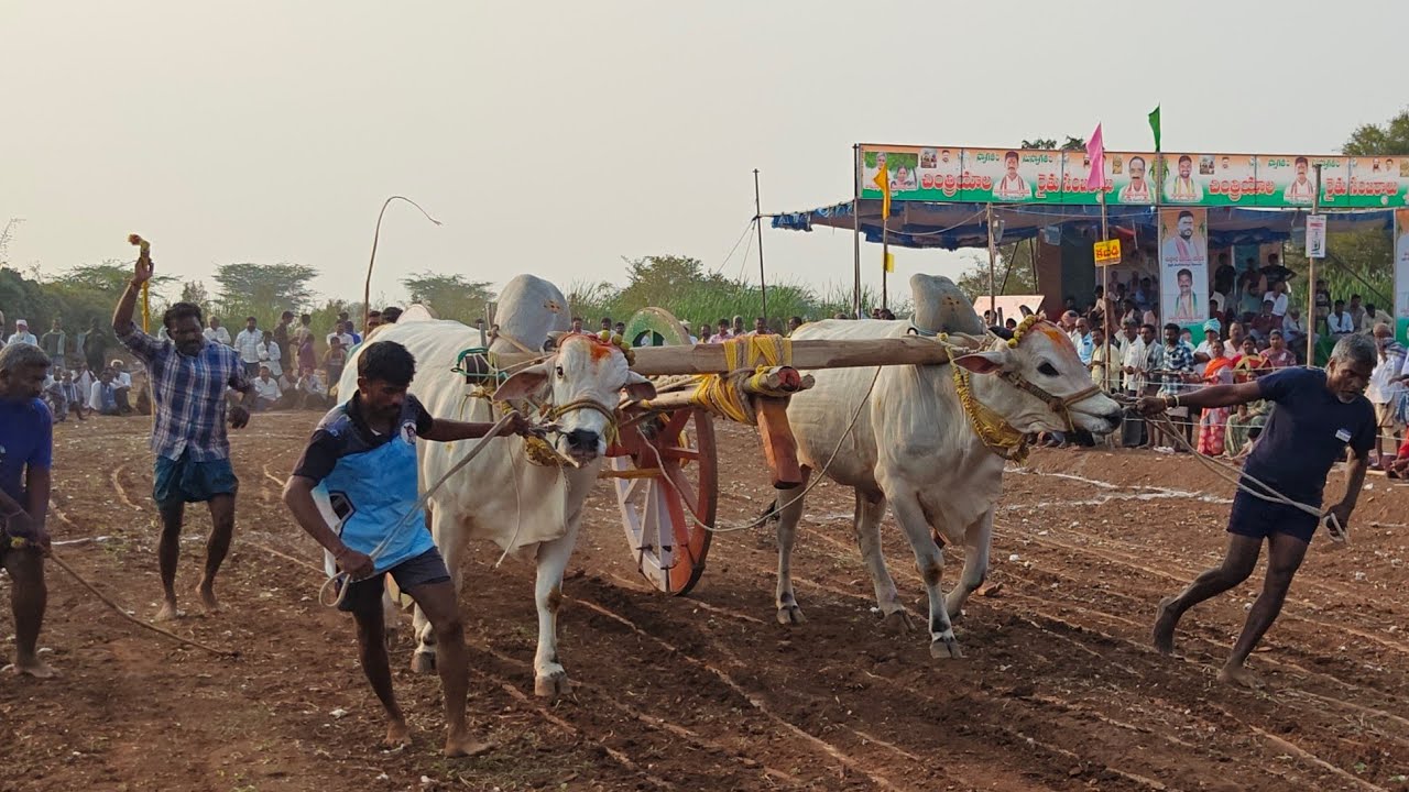 చింత్రియాల పూటి ప్రదర్శన 2వ జత