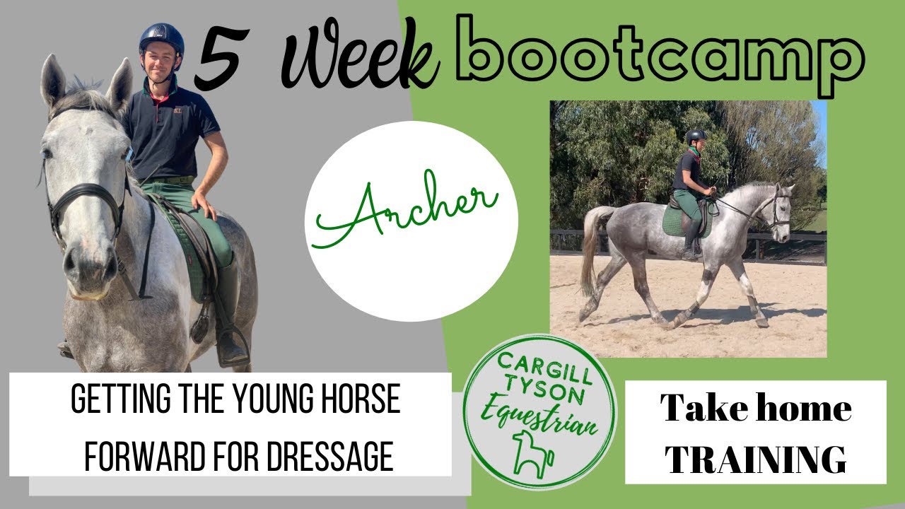 Getting young horses more forward for dressage! Exercises to improve the horses reaction to the leg!