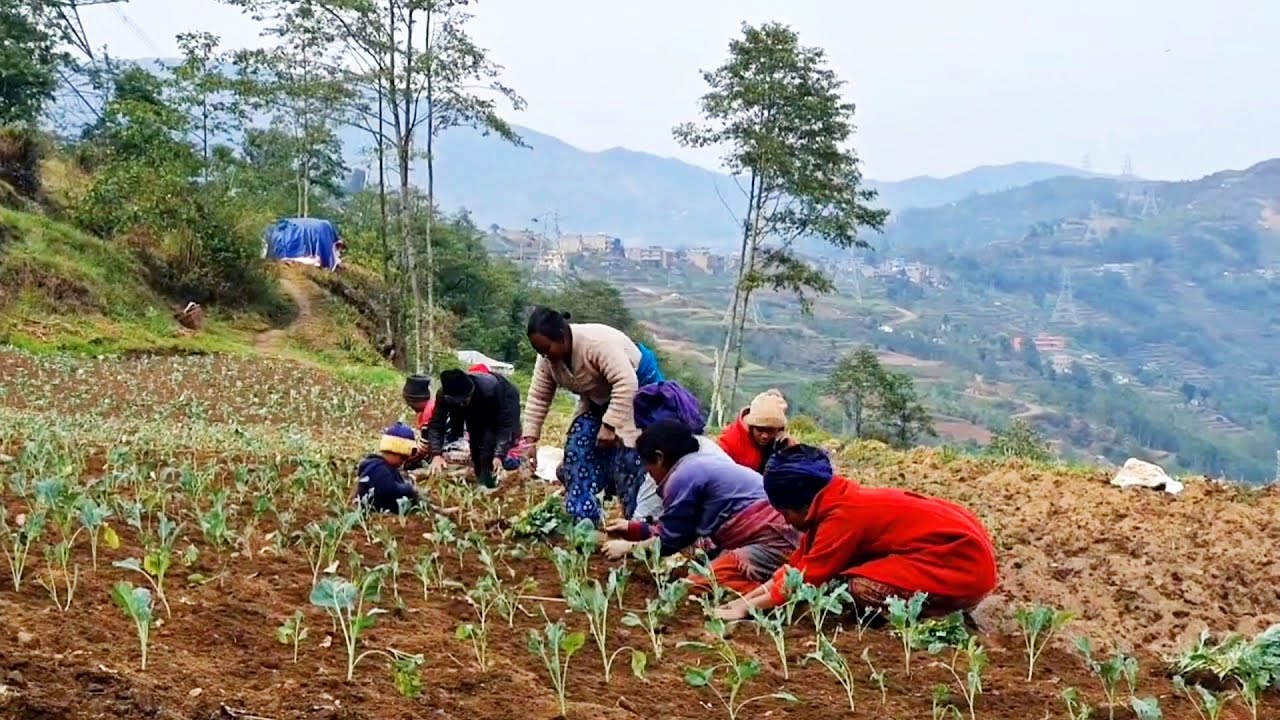 Wonderful Cabbage Cultivation in Rural Nepal || How Nepali People Survive In Rural Village ?
