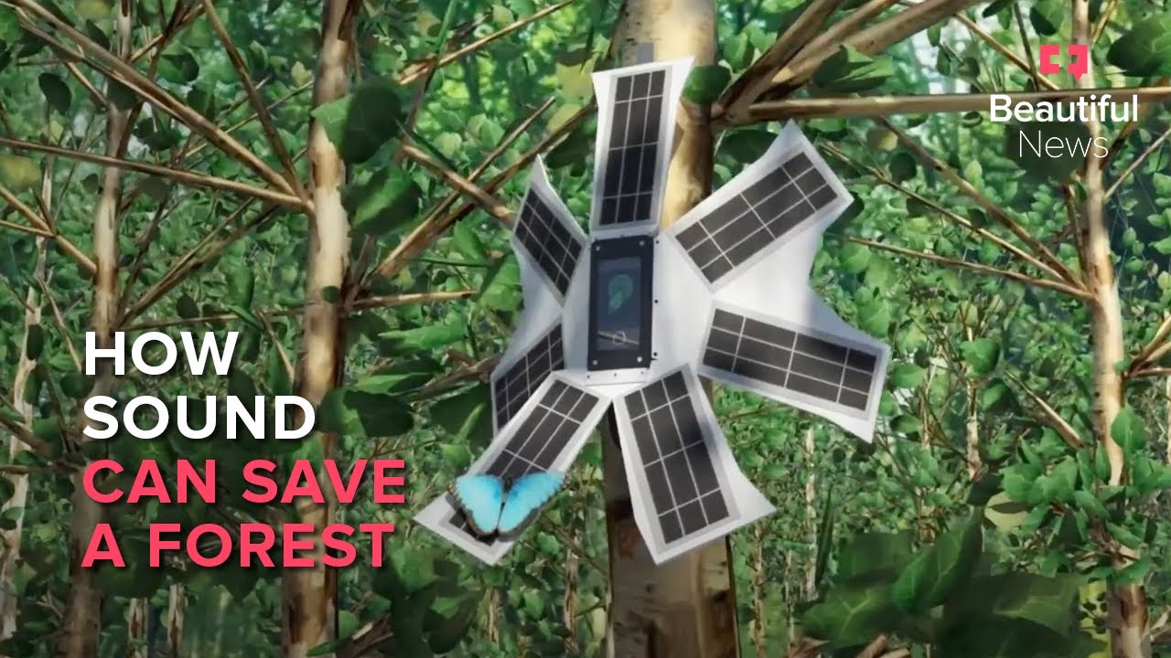 How old cellphones listen to forests to stop illegal logging | Beautiful News