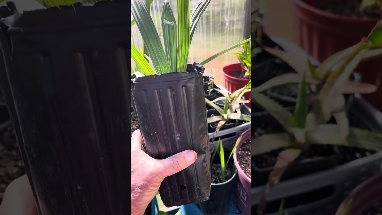 How Long Does It Take to Grow a Palm from Seed to a Plantable Size?