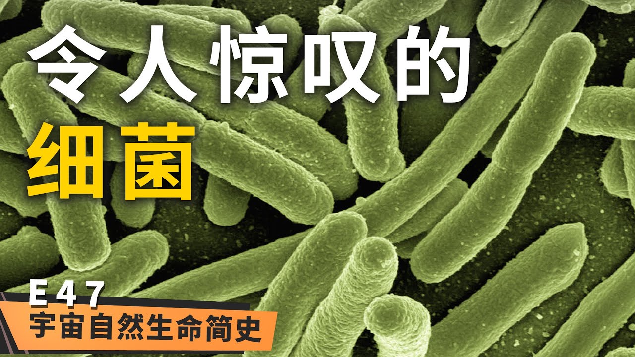 原核生物 丨 《宇宙自然生命简史》第四十七集：你知道吗？你肚子里有数以亿计的细菌！