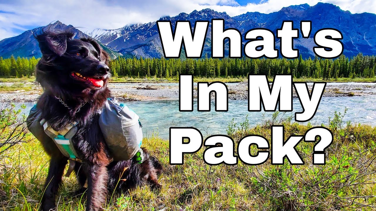 What's in My Pack, Wanda Edition | 2021 Dog Backpacking Gear!