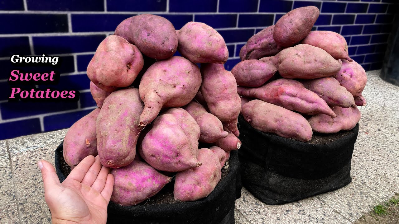Growing Sweet Potatoes from Planting to Harvest - Step by Step (Containers & Grow Bags)