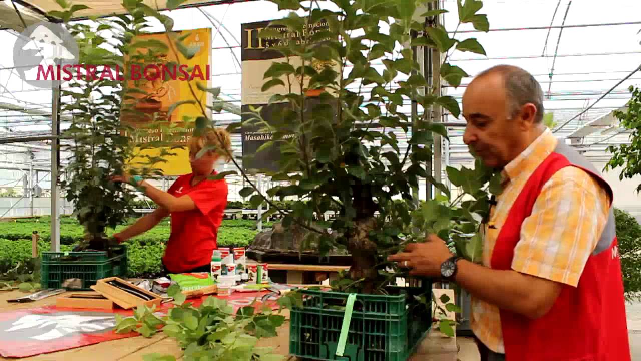 Mistral Bonsai - Primera poda prebonsái manzano (1)