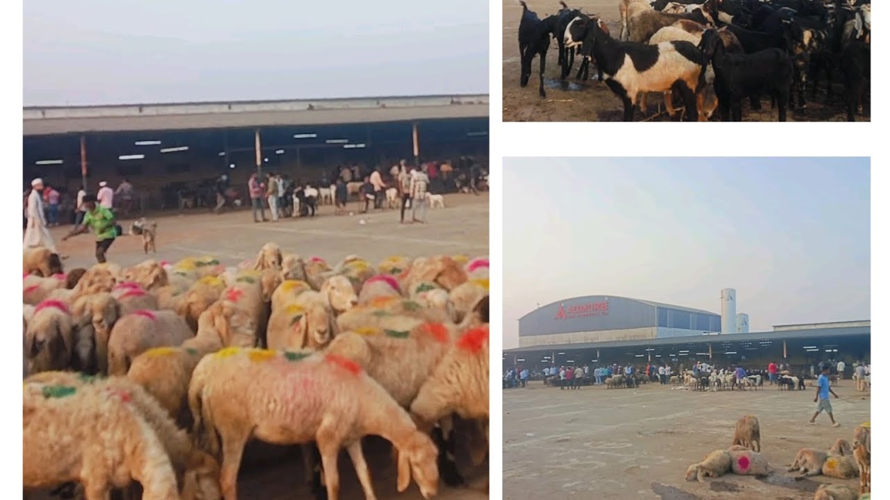SACHIN BAKRA MANDI 8th January 2026 And Palsana Bakra Mandi Visit #goats #bakramandi #viral 