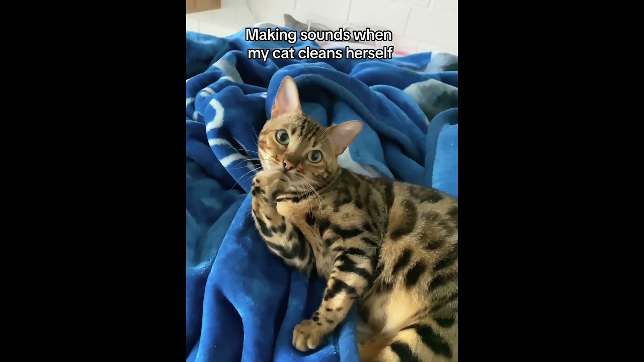 Making slurp noises when you r cat licks itself #funny #mycore #catsoftiktok