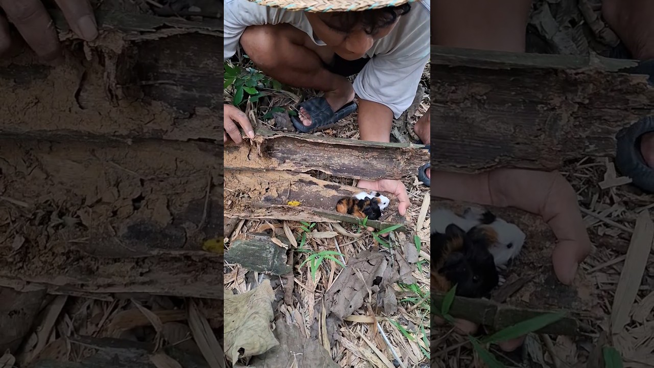 there are two of them #shortvideo #nature #nest #birds #trending #animals #viral #shorts #fyp #cute