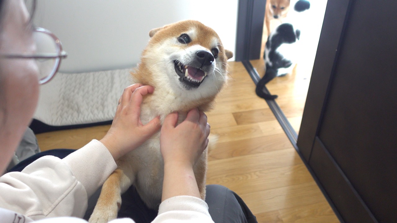 二ヶ月前に大怪我したママ…久々に柴犬が独占した結果が、これ