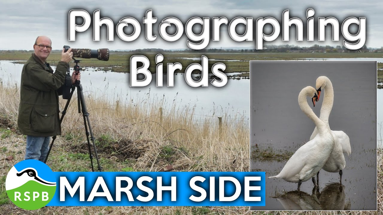 Photographing Wild Birds at RSPB Marshside