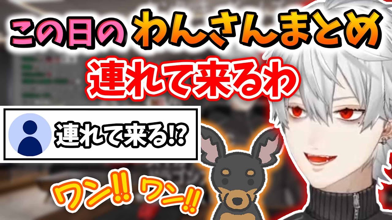 【シーンまとめ】わんさん日常エピソードやわんさんと戯れる葛葉【にじさんじ切り抜き/葛葉】【ワンさん/イマド】