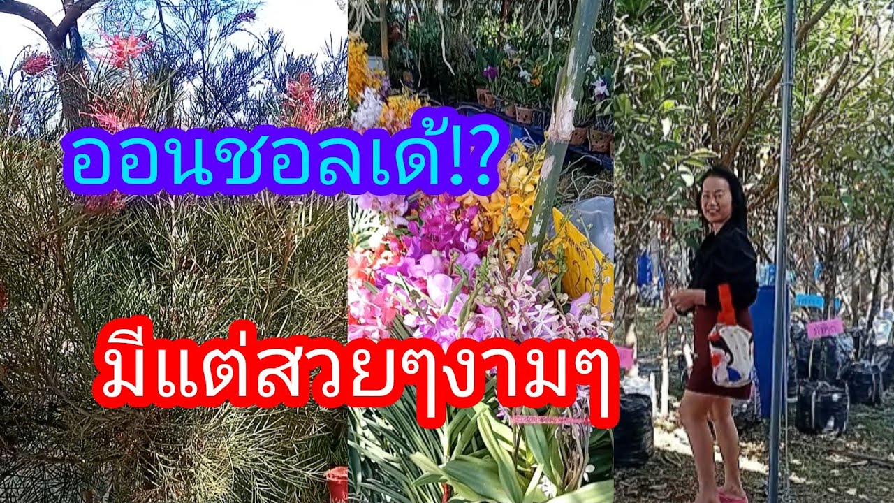 ออนชอลเด้มีแต่สวยๆงามๆ#งานเกษตร#มหาวิทยาลัยขอนแก่น#ต้นไม้#ดอกไม้ #สวย #ขอนแแก่น#ท่องเที่ยว