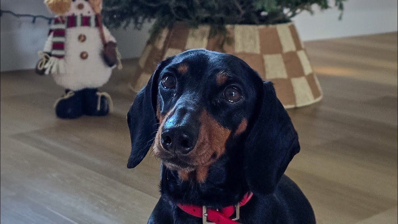 IN THE CHRISTMAS MOOD 🎄❄️