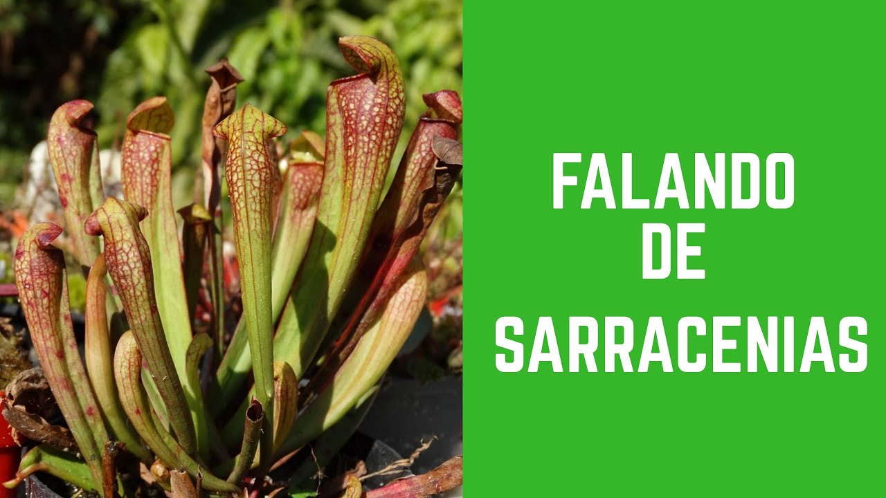 Sarracenias