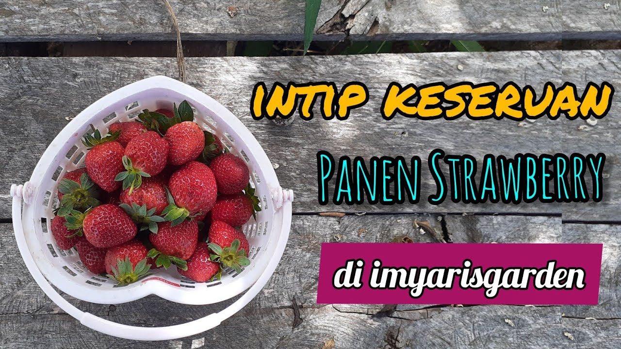 SERUNYA PANEN STROBERI DI SEMENDE - Buahnya organik, besar dan manis #stroberisemende #tunggutubang
