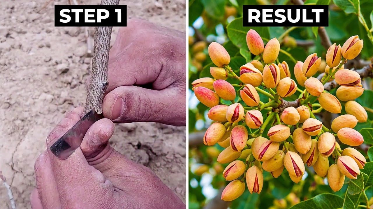 Pistachio Tree Grafting Technique | How To Graft Pistachio Simple & Easy