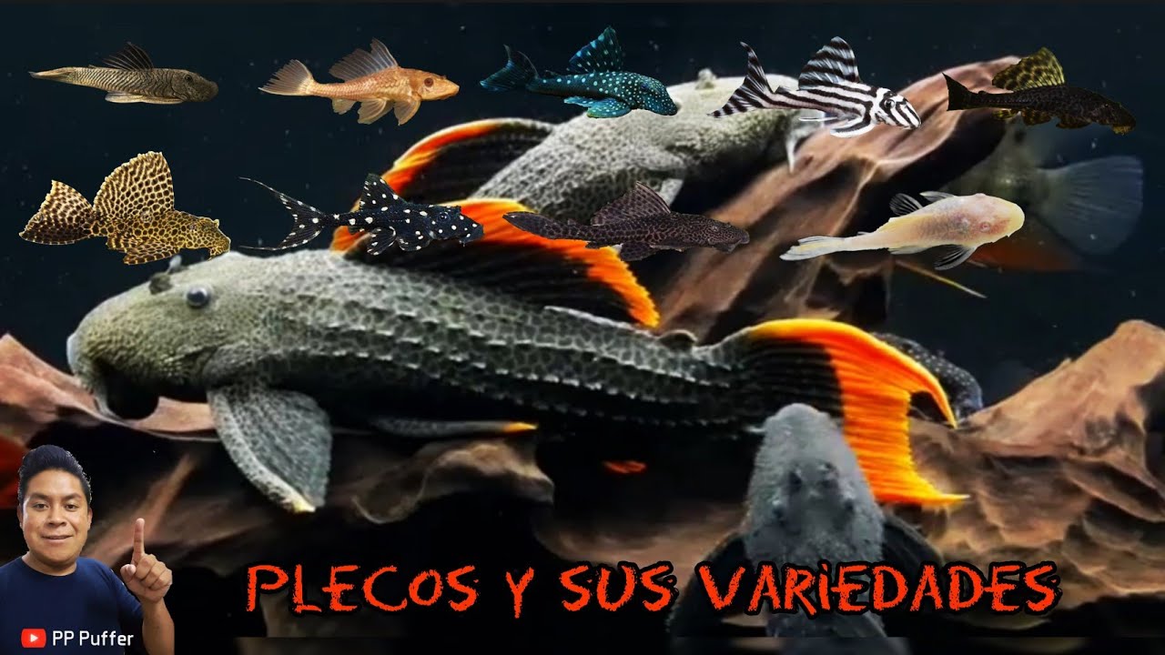 El Plecostomus Y Sus Variedades