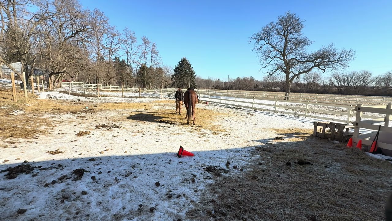 Kody 11FEB26 - Starting western training