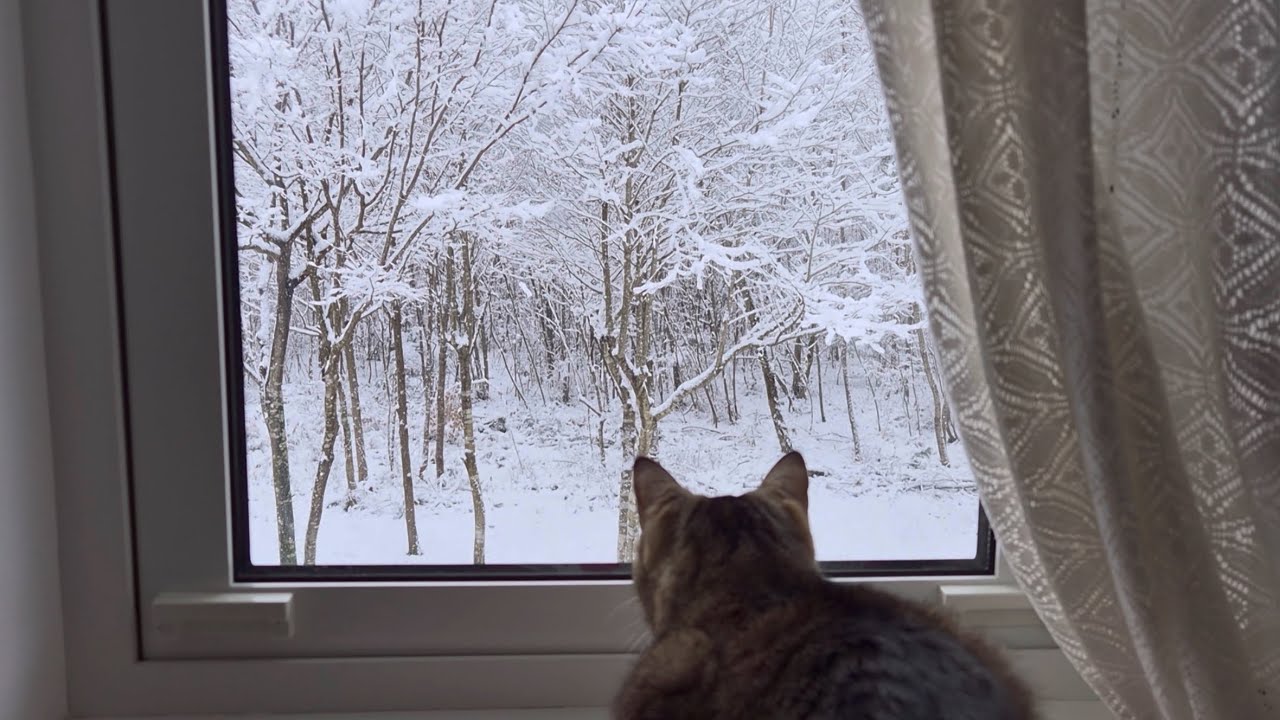 静かに冬が近づく日｜薪ストーブと保護猫たちの暮らし