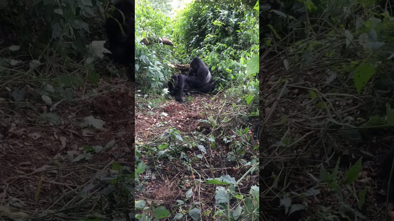 Playful Gorillas