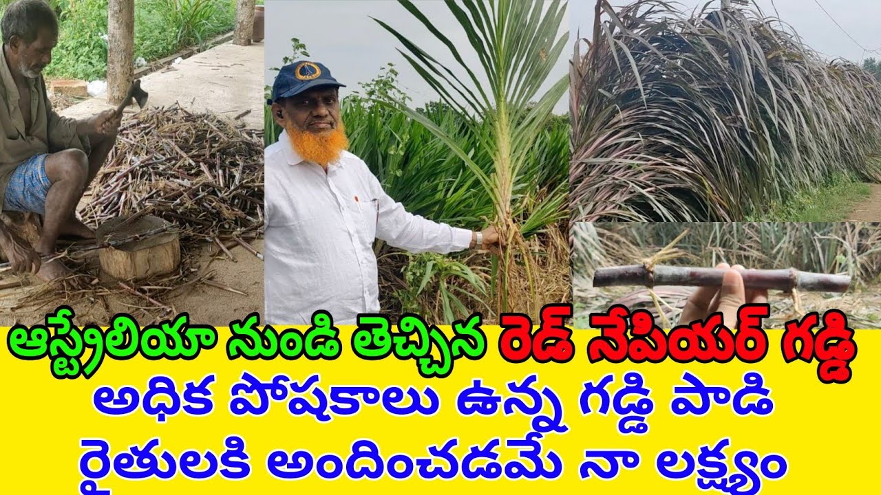 Red Napier and smart Napier Grass For sale 9849946202